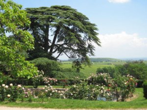 cèdre et sa pièce d'eau chambre hote chateau Beaujolais 4 epis 69 Rhône Lantignie Morgon Regnie