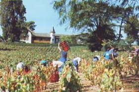 La Bourdonnière - vendanges chambres hotes chateau Beaujolais 4 epis 69 Rhône Lantignie Morgon Regnie